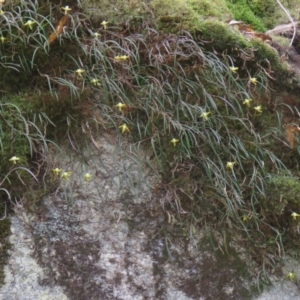 Dockrillia striolata at Brogo, NSW - suppressed