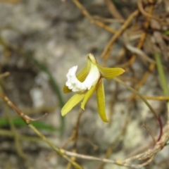 Dockrillia striolata at Brogo, NSW - 8 Oct 2017