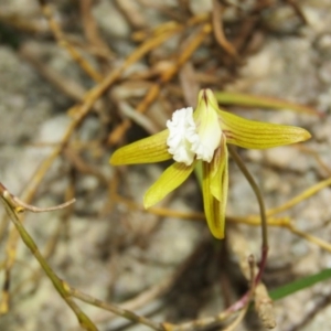 Dockrillia striolata at Brogo, NSW - suppressed