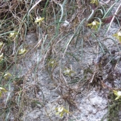 Dockrillia striolata at Brogo, NSW - suppressed