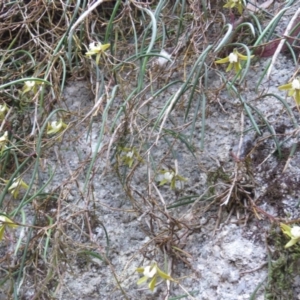 Dockrillia striolata at Brogo, NSW - suppressed