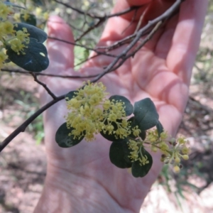 Pomaderris brogoensis at Brogo, NSW - 13 Oct 2017