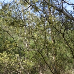 Pomaderris brogoensis at Brogo, NSW - 13 Oct 2017