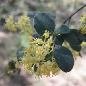 Pomaderris brogoensis at Brogo, NSW - 13 Oct 2017