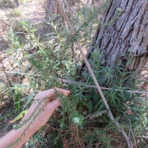 Ozothamnus diosmifolius at Brogo, NSW - 13 Oct 2017