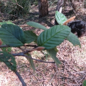 Pomaderris aspera at Brogo, NSW - 13 Oct 2017