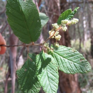 Pomaderris aspera at Brogo, NSW - 13 Oct 2017