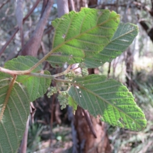 Pomaderris aspera at Brogo, NSW - 13 Oct 2017