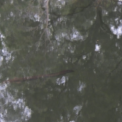 Unidentified Shark / Ray at Brogo, NSW - 8 Oct 2017 by CCPK