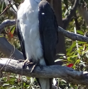 Haliaeetus leucogaster at Batemans Bay, NSW - 12 Oct 2017 12:07 PM