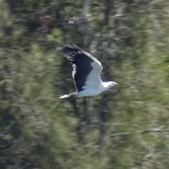 Haliaeetus leucogaster at Batemans Bay, NSW - 12 Oct 2017 12:07 PM