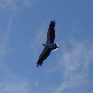 Haliaeetus leucogaster at Batemans Bay, NSW - 12 Oct 2017 12:07 PM