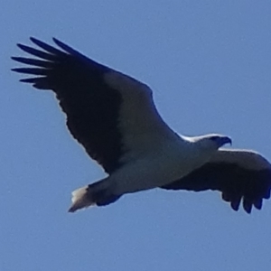 Haliaeetus leucogaster at Batemans Bay, NSW - 12 Oct 2017 12:07 PM