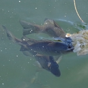 Girella tricuspidata at Batemans Marine Park - 12 Oct 2017