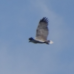 Haliaeetus leucogaster (White-bellied Sea-Eagle) at Batemans Bay, NSW - 12 Oct 2017 by roymcd