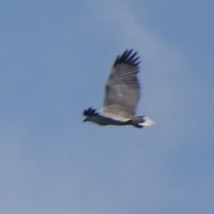 Haliaeetus leucogaster at Batemans Bay, NSW - 12 Oct 2017 01:46 PM