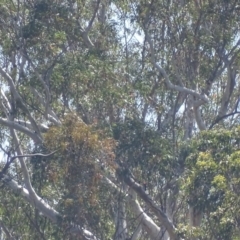 Haliaeetus leucogaster at Batemans Bay, NSW - 12 Oct 2017 01:46 PM