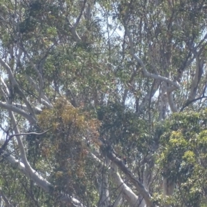 Haliaeetus leucogaster at Batemans Bay, NSW - 12 Oct 2017