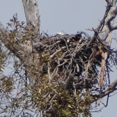 Pandion haliaetus at Batemans Bay, NSW - suppressed