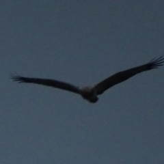 Haliaeetus leucogaster (White-bellied Sea-Eagle) at Batemans Bay, NSW - 12 Oct 2017 by roymcd