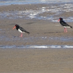 Haematopus longirostris at Batemans Bay, NSW - 13 Oct 2017