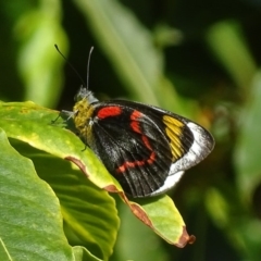 Delias nigrina (Black Jezebel) at Mogo, NSW - 13 Oct 2017 by roymcd