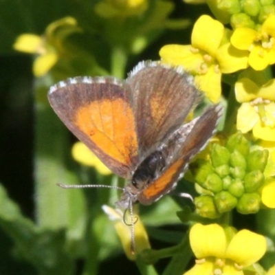 Lucia limbaria (Chequered Copper) at Molonglo River Reserve - 15 Oct 2017 by HarveyPerkins