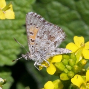 Lucia limbaria at Molonglo River Reserve - 15 Oct 2017 01:59 PM