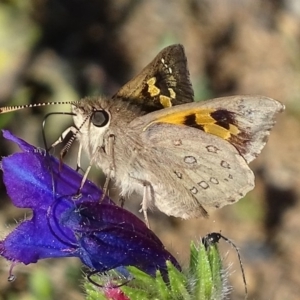 Trapezites phigalia at Jerrabomberra, ACT - 15 Oct 2017