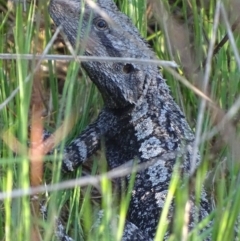 Amphibolurus muricatus (Jacky Lizard) at Jerrabomberra, ACT - 15 Oct 2017 by roymcd