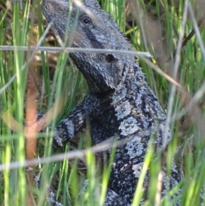 Amphibolurus muricatus at Isaacs Ridge - 15 Oct 2017