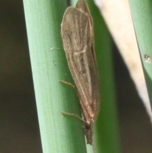 Triplectides sp. (genus) at Molonglo River Reserve - 15 Oct 2017 02:16 PM