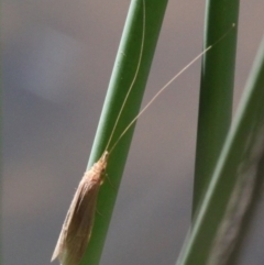 Triplectides sp. (genus) at Molonglo River Reserve - 15 Oct 2017 02:16 PM