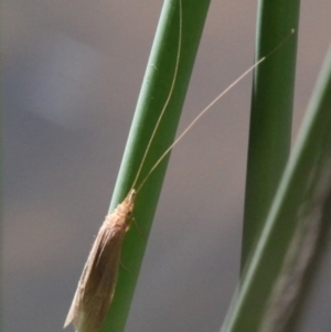 Triplectides sp. (genus) at Molonglo River Reserve - 15 Oct 2017 02:16 PM