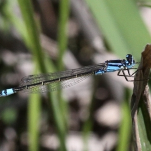 Ischnura heterosticta at Denman Prospect, ACT - 15 Oct 2017