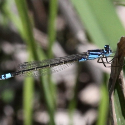 Ischnura heterosticta (Common Bluetail Damselfly) at Denman Prospect, ACT - 15 Oct 2017 by HarveyPerkins