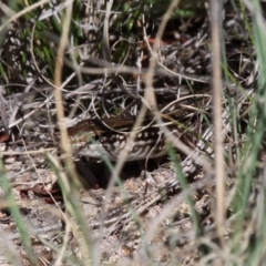 Ctenotus robustus at Duffy, ACT - 15 Oct 2017 12:30 PM