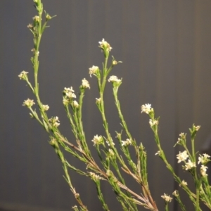 Asperula ambleia at Greenway, ACT - 15 Oct 2017