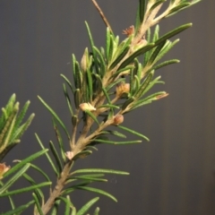 Bertya rosmarinifolia (Rosemary Bertya) at Greenway, ACT - 15 Oct 2017 by michaelb