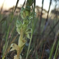 Hymenochilus cycnocephalus (Swan greenhood) at QPRC LGA - 15 Oct 2017 by Wandiyali