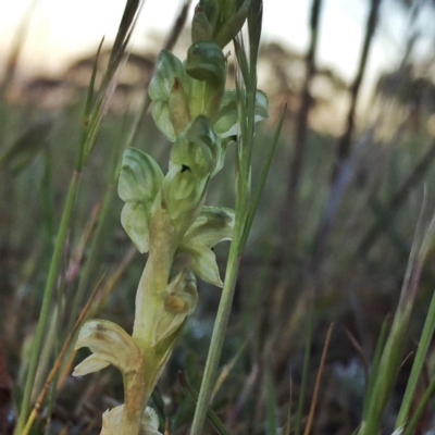 Hymenochilus cycnocephalus (Swan greenhood) at Googong, NSW - 15 Oct 2017 by Wandiyali