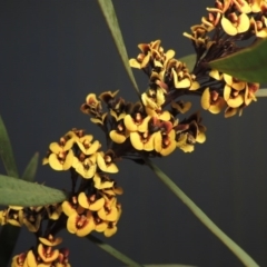 Daviesia mimosoides (Bitter Pea) at Pine Island to Point Hut - 15 Oct 2017 by michaelb