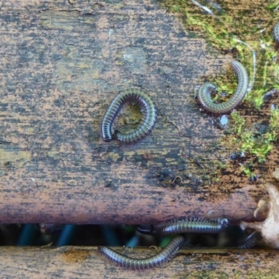 Ommatoiulus moreleti (Portuguese Millipede) at Flynn, ACT - 11 Oct 2017 by Christine