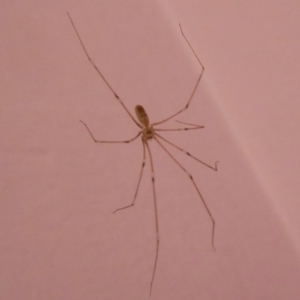 Pholcus phalangioides at Flynn, ACT - 12 Oct 2017 12:00 AM