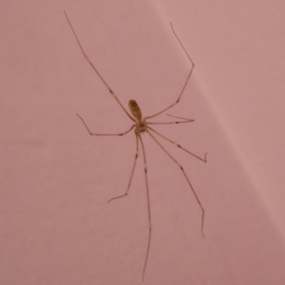 Pholcus phalangioides (Daddy-long-legs spider) at Flynn, ACT - 12 Oct 2017 by Christine