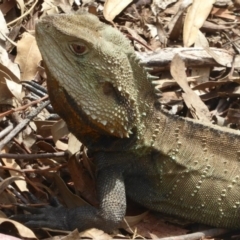 Intellagama lesueurii howittii (Gippsland Water Dragon) at Canberra Central, ACT - 14 Oct 2017 by Christine