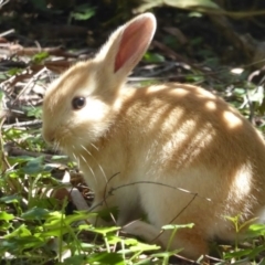 Oryctolagus cuniculus (European Rabbit) at Acton, ACT - 14 Oct 2017 by Christine