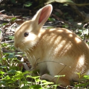 Oryctolagus cuniculus at Acton, ACT - 15 Oct 2017