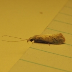 Trichoptera sp. (order) (Unidentified Caddisfly) at Pine Island to Point Hut - 15 Oct 2017 by michaelb