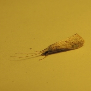 Trichoptera (order) at Greenway, ACT - 15 Oct 2017 09:06 PM